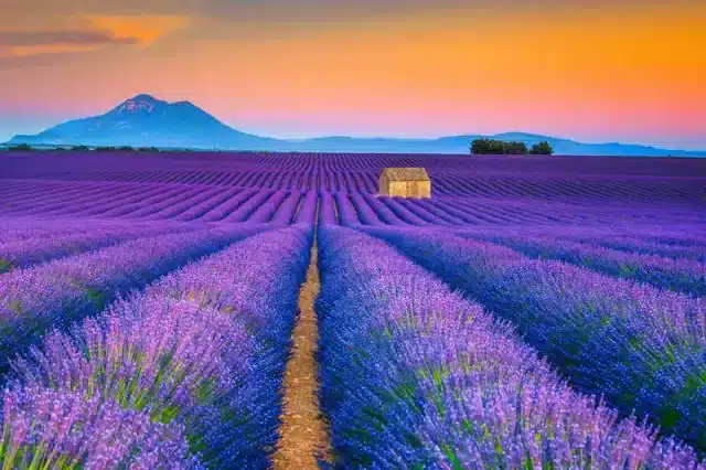 https://www.zonvakantiemoment.nl/app/uploads/2024/05/Lavendel-Provence-640x426.webp
