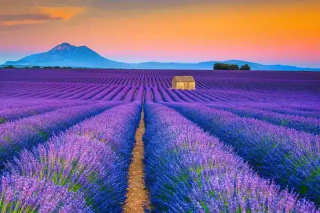 Lavendel Provence https://www.zonvakantiemoment.nl/app/uploads/2024/05/Lavendel-Provence-640x426.webp